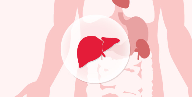 Graphic of liver within body